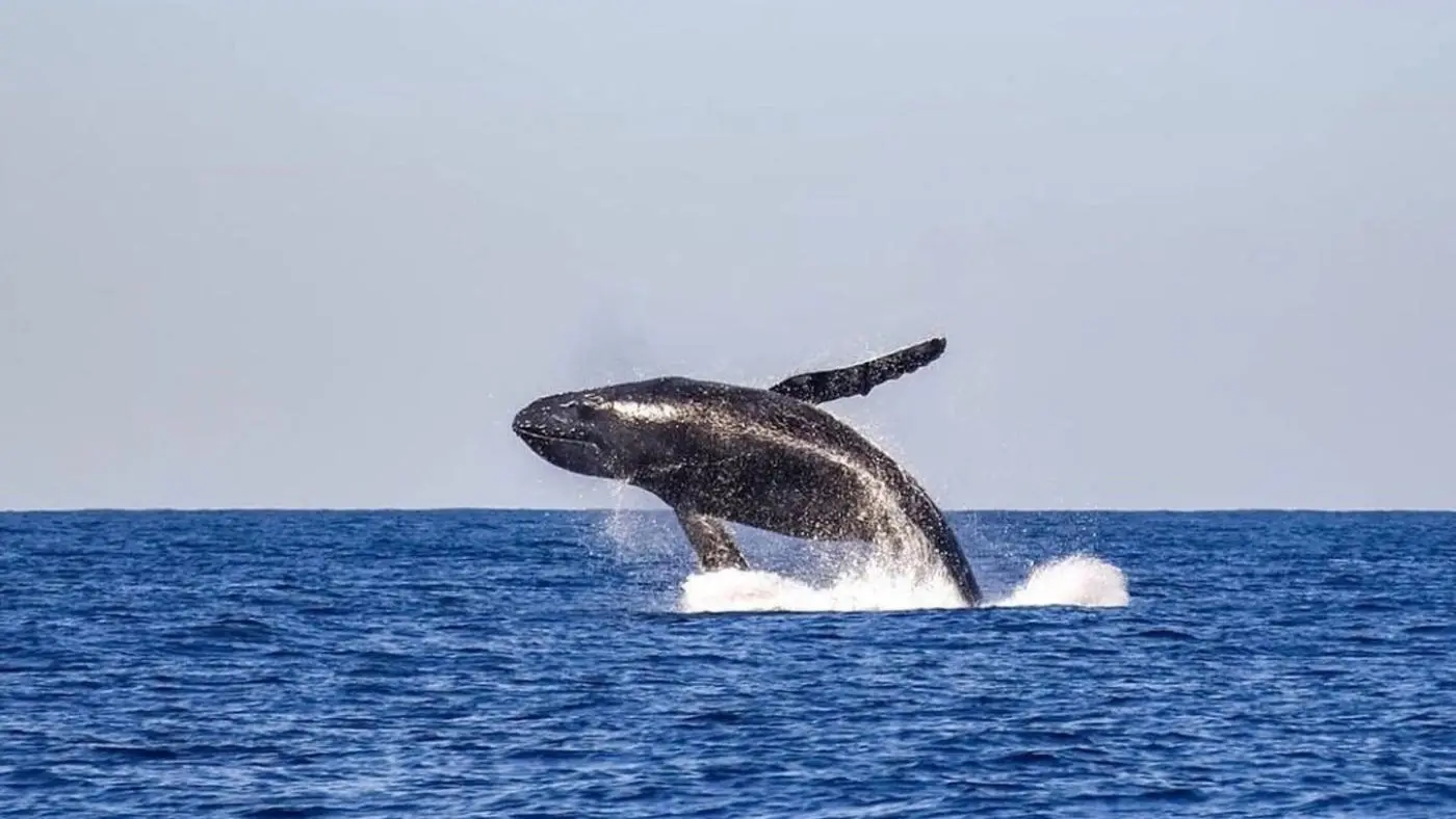 Hermanus whale
