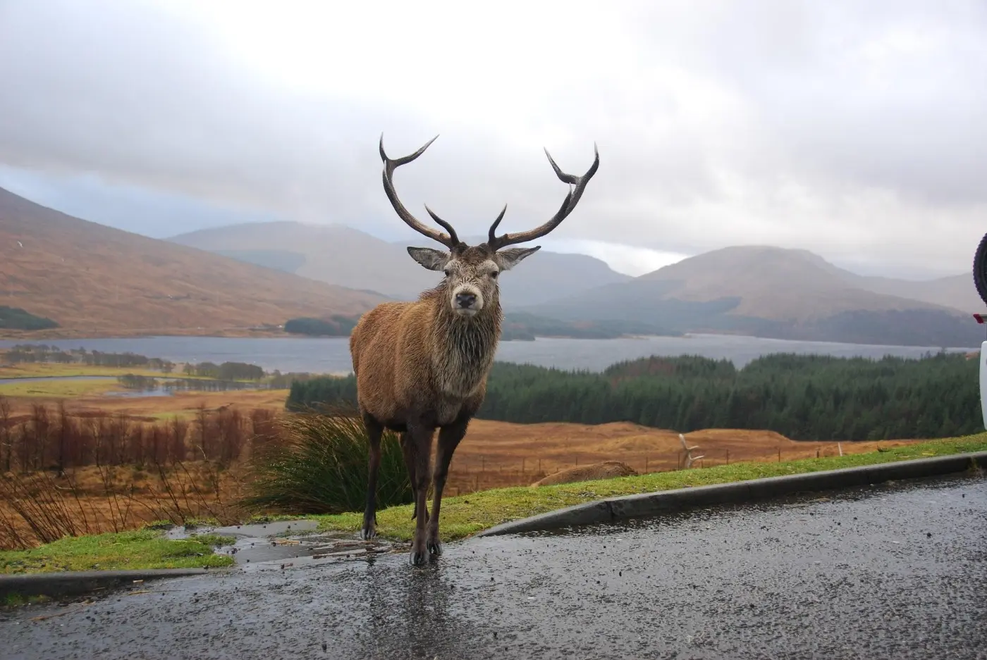 lochs_and_glens_cycle_route_stag
